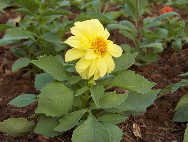 File:Dahlia-3-KayEss-2.jpeg