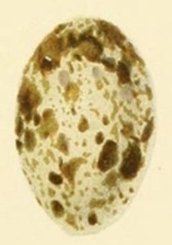 File:Egg of Acrocephalus rehsei (Finsch).jpg