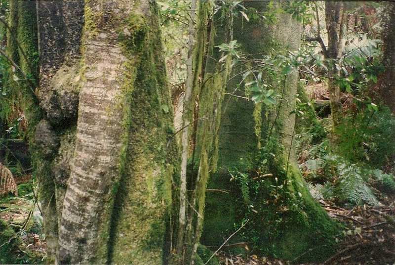 File:Elaeocarpus holopetalus & Atherosperma - Brown Mountain.jpg