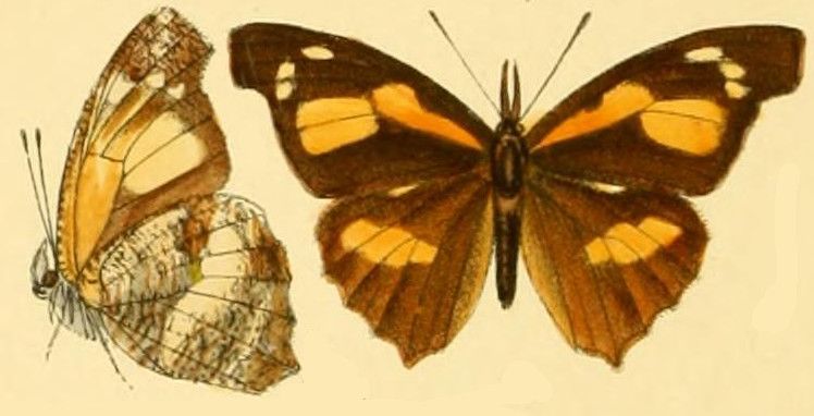 File:GroseSmithKirby1892 Libythea tsiandava.jpg