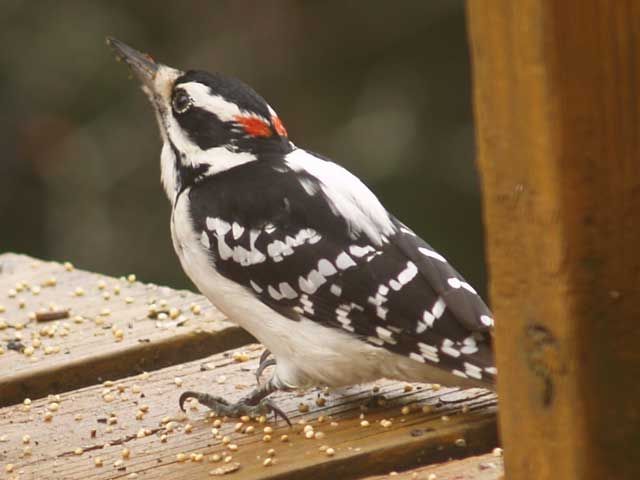 File:Hairy woodpecker.jpg