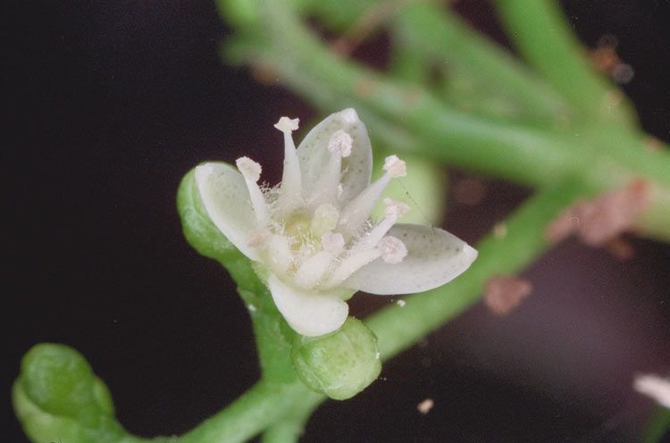 File:Melicope broadbentiana flower.jpg