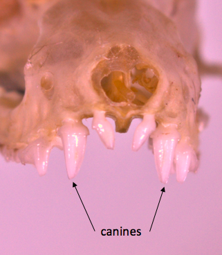 File:Microbat canine teeth.png