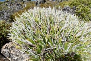 File:Mt wellington pineapple grass.jpg