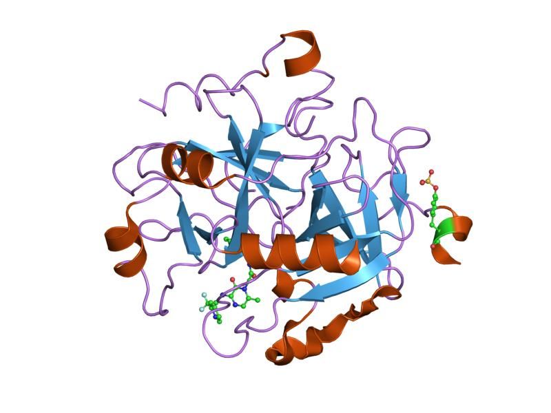 File:PDB 1mu6 EBI.jpg