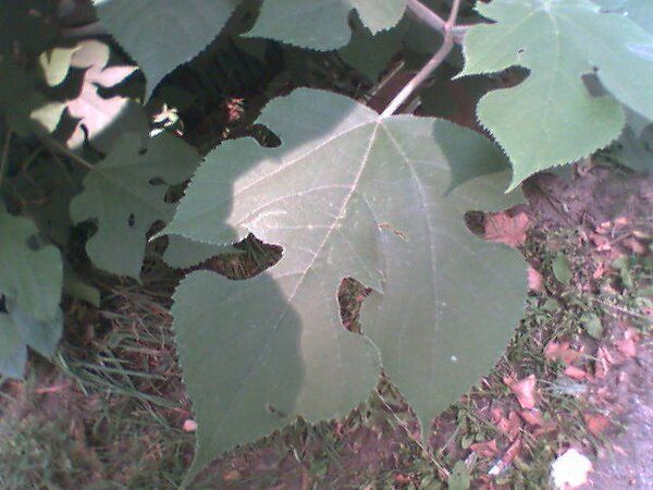 File:Paper Mulberry leaf.jpg