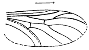 File:Plecia canadensis Handlirsch 1910 Fig26 cropped.png