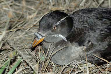 File:Rhinoceros auklet - Protection Island NWR.jpg