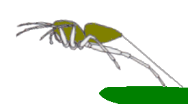 File:Salticid jumping takeoff n2.png