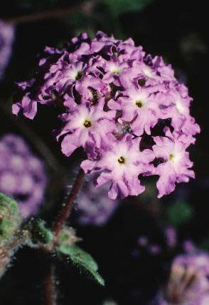 File:Sand verbena.jpg