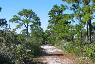 File:SeabranchPreserveStatePark.jpg