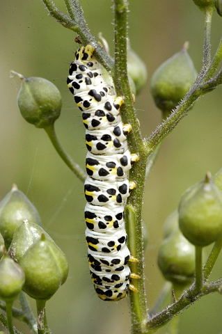 File:Shargacucullia.scrophulariae.caterpillar.jpg