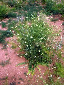 File:Sisymbriumaltissimum.jpg