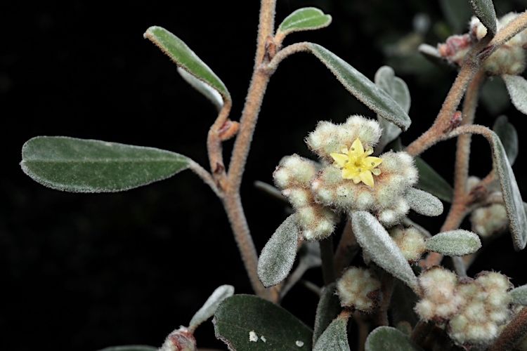 File:Spyridium obovatum flower.jpg