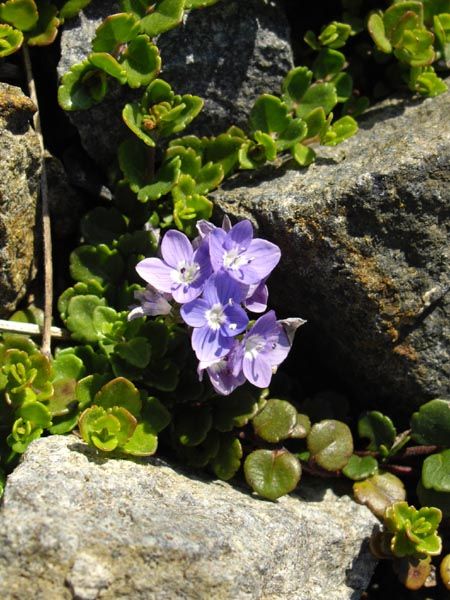 File:Veronica liwanensis 1.JPG