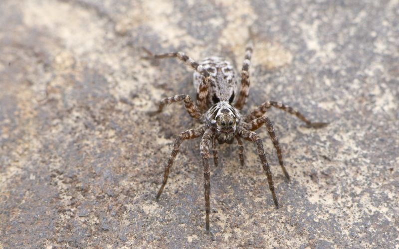 File:Wolf spider in Alaska.jpg