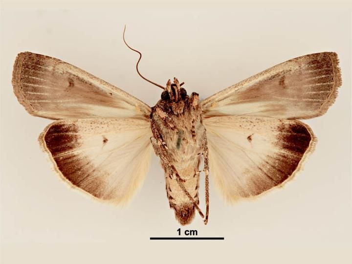 File:Agrotis infusa female ventral.jpg