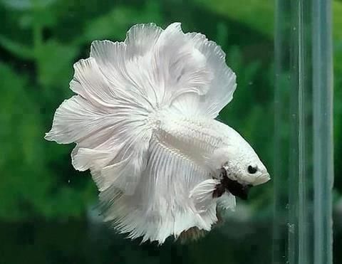 File:Betta splendens,white.jpg