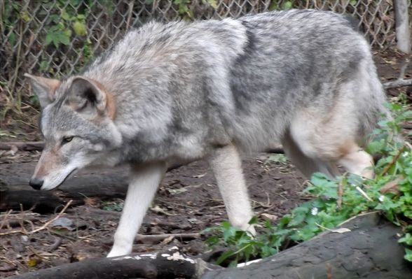 File:Captivecoywolfhybrid.jpg