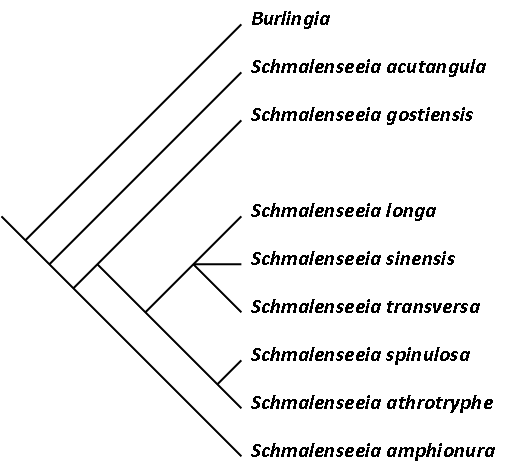 File:Cladogram Schmalenseeia.png