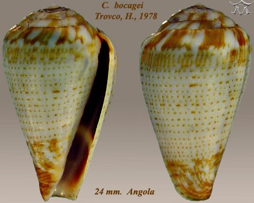 File:Conus bocagei 1.jpg