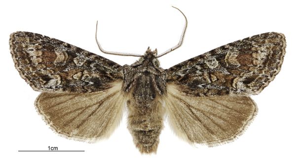 File:Graphania petrograpta male.jpg