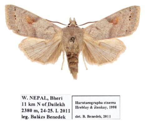 File:Harutaeographa cinerea female.JPG