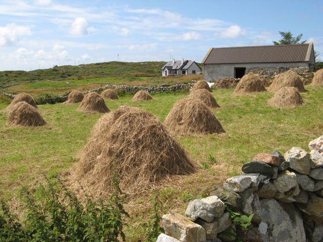 File:Hay cocks - geograph.org.uk - 1439469.jpg