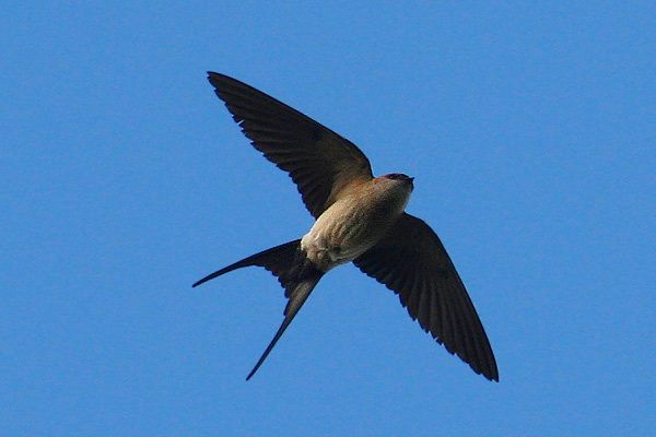 File:Hirundo daurica.jpg