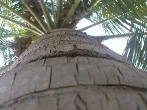 File:K.Pudur Village Coconut tree.jpg