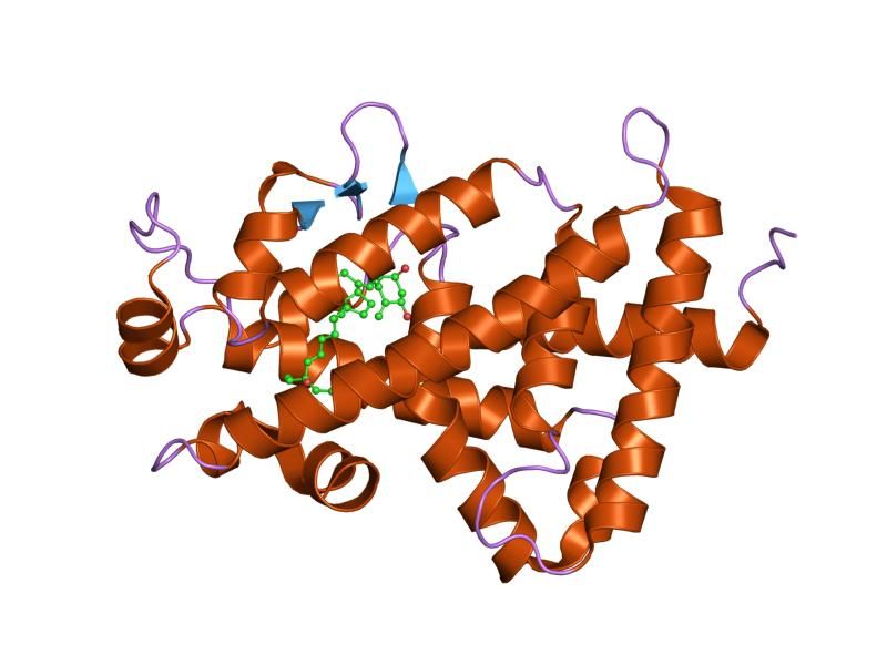 File:PDB 1s0z EBI.jpg