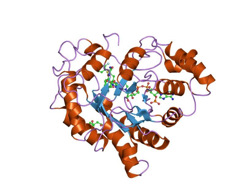 File:PDB 2pev EBI.jpg