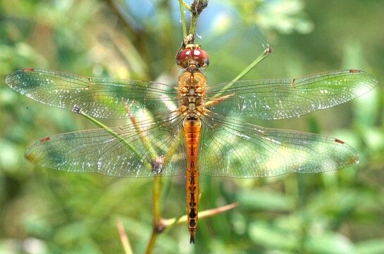 File:Pantala flavescens 006 std.jpg