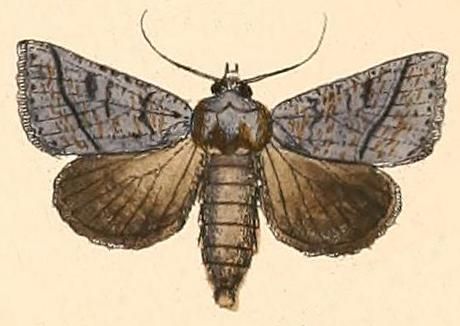 File:Pantydia canescens.jpg