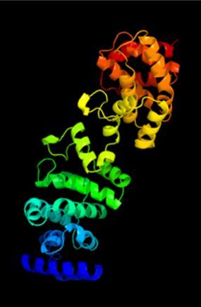 File:Predicted Structure of BZW2.jpg