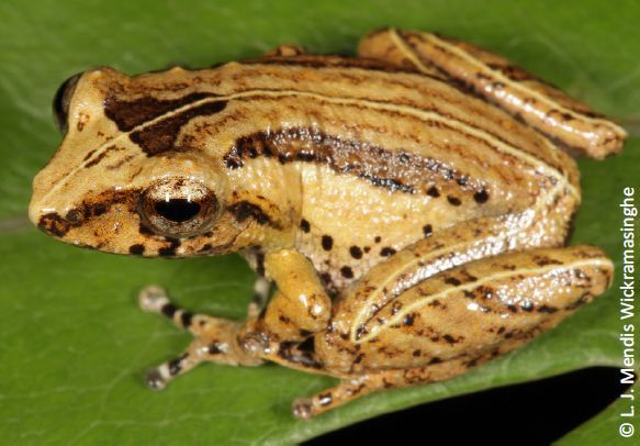 File:Pseudophilautus hypomelas.jpg