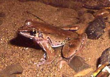 File:Rana cubitalis.jpg