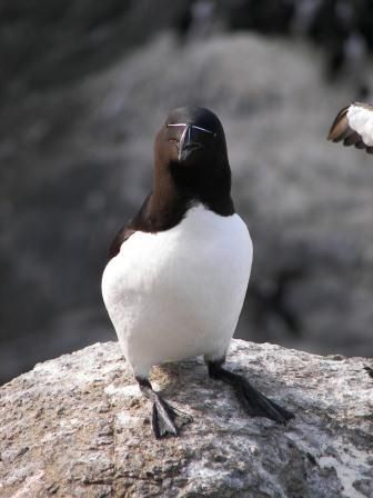 File:Razorbill on bed rock.jpg