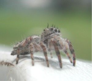 File:Salticid.3411.jpg