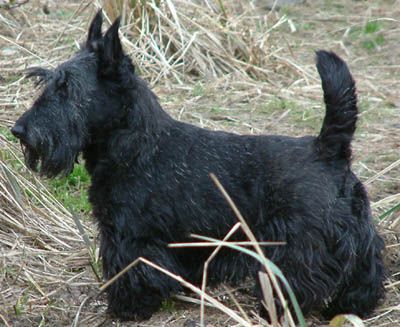 File:ScottishTerrier.jpg