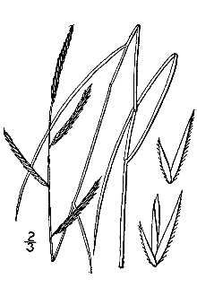 File:Spartina patens BB-1913.jpg