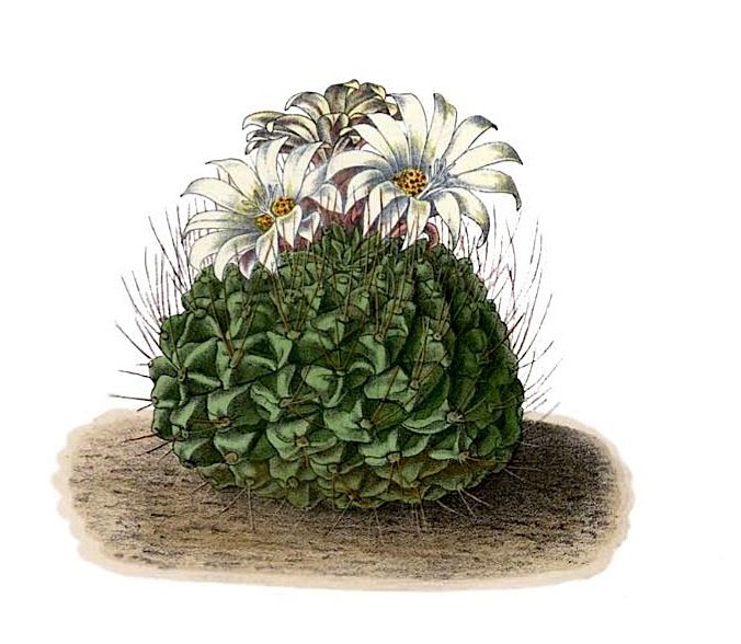 File:Strombocactus disciformis BlKakteenT39a.jpg