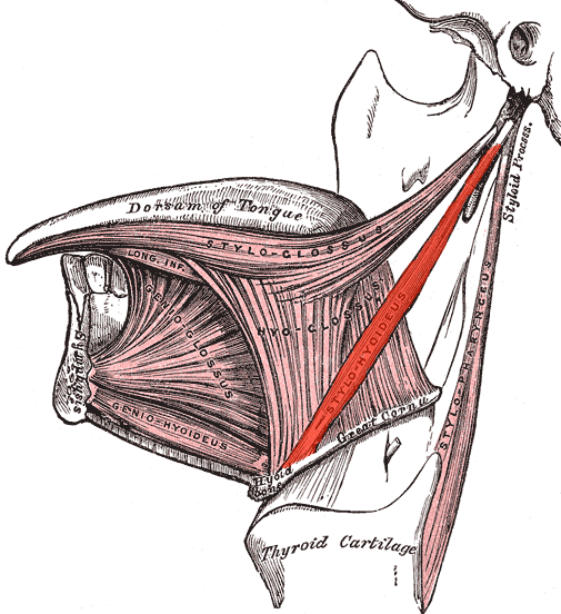 File:Stylohyoideus.png