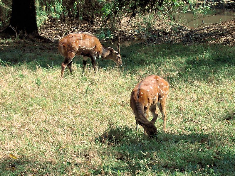 File:Tragelaphus scriptus (pair).jpg