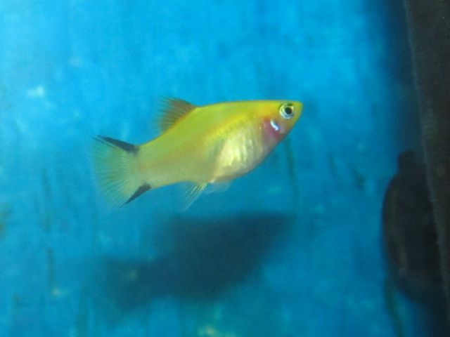 File:Twin Bar Platy Female.jpg