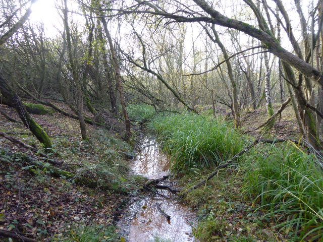 File:Wasing Wood Ponds (8).jpg