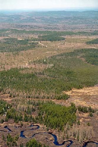 File:Yellow Dog Plains & Salmon Trout River.jpg