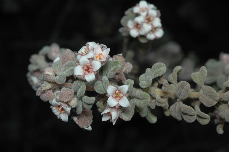 File:Zieria baeuerlenii.jpg