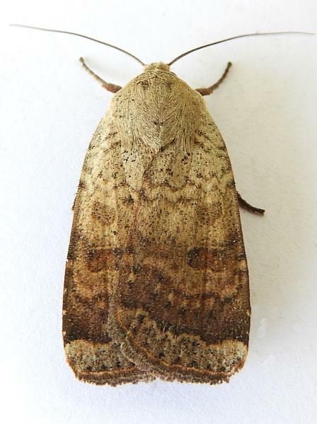 File:Abagrotis mexicana - inat 303919480.jpg