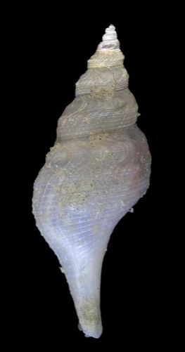 File:Aforia watsoni 002.jpg